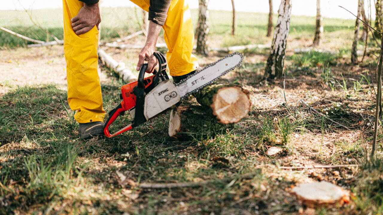 Best Tree Trimming and Pruning  in USA